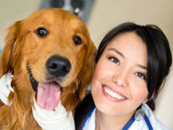 Curso de patologia veterinária de cães e gatos 